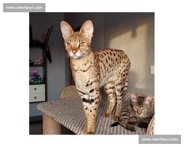 全球顶级纯种猫争霸赛精彩瞬间全记录与养护指南解析